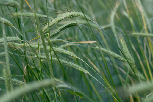 ライ麦の写真